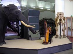 Sara Terzano Arpista Museo